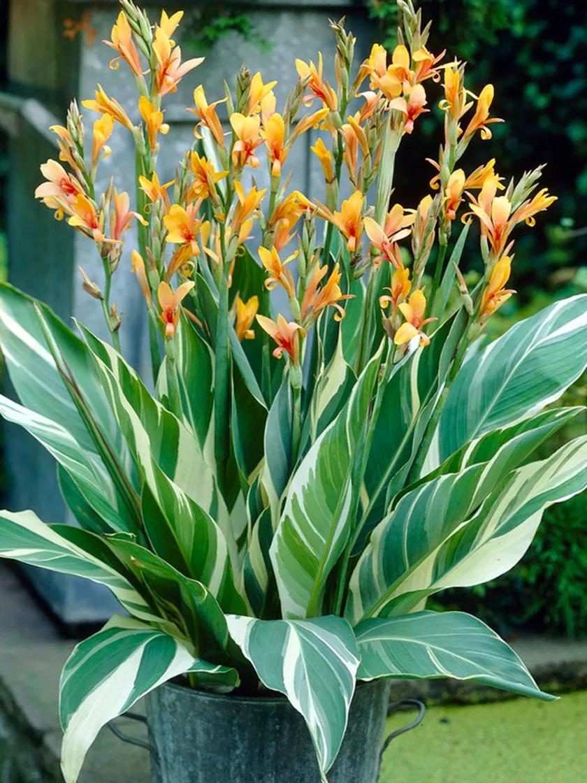 Long Lasting Giant Red Flowers Canna Lily Roots Perennial Plant Tropical  Garden