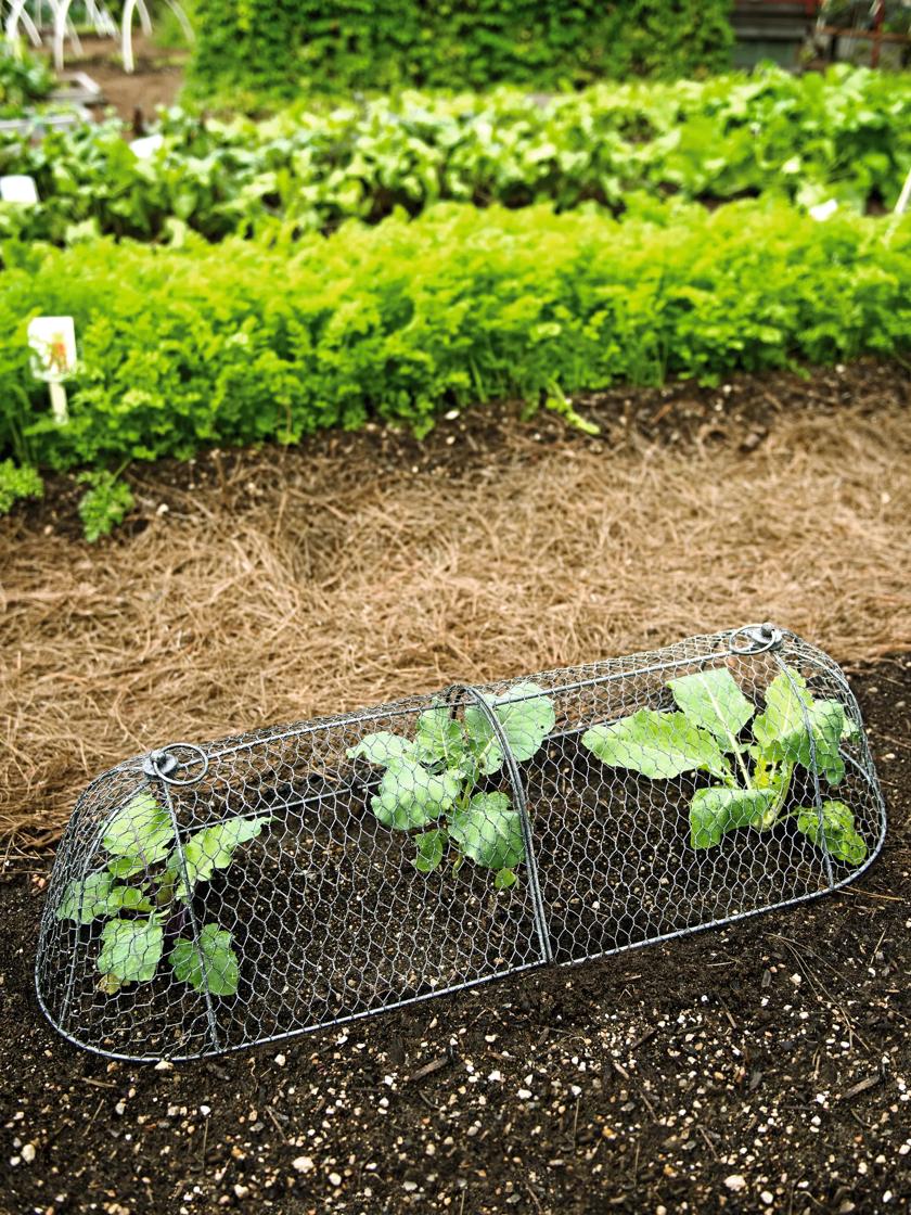 Chicken Wire Mesh Cloche with Base for Plants, Set of Three