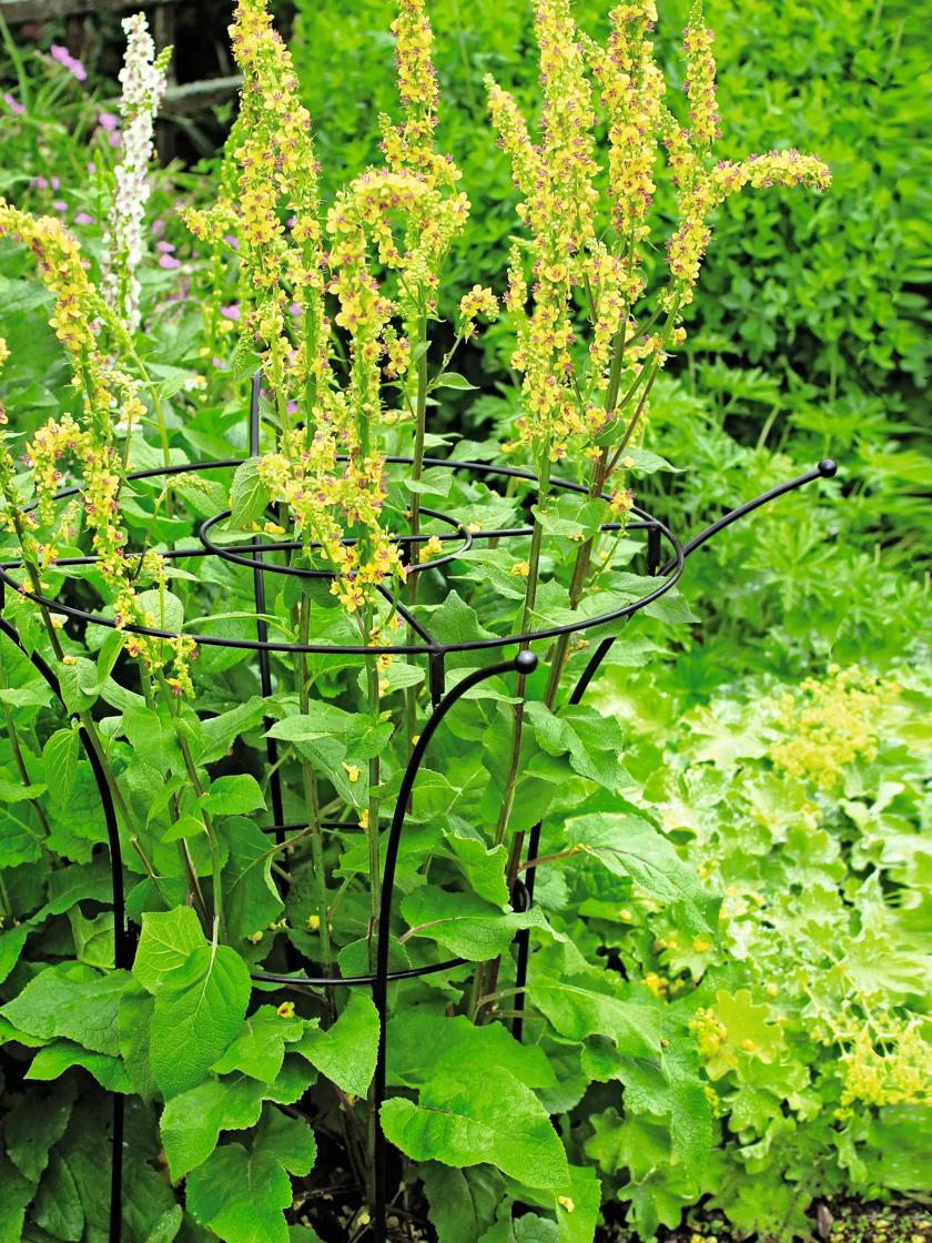 Essex Plant Supports