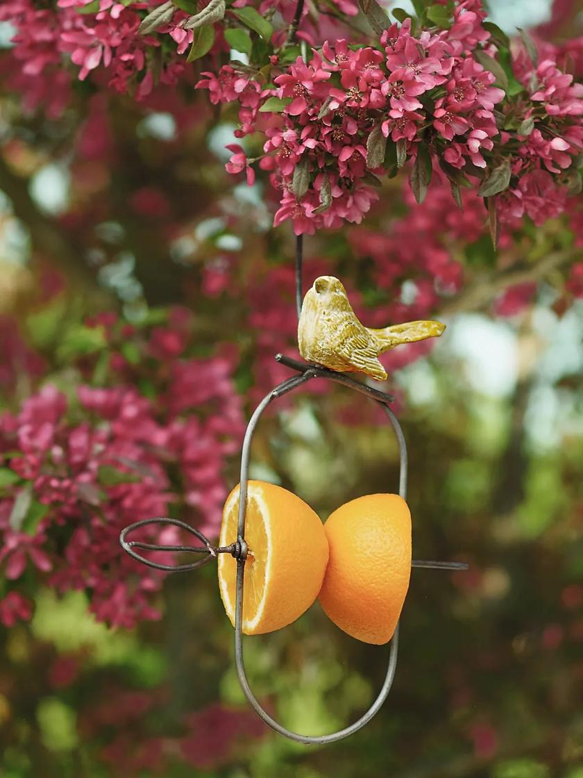 The Oriole Bird on X: Did we just become best friends?!