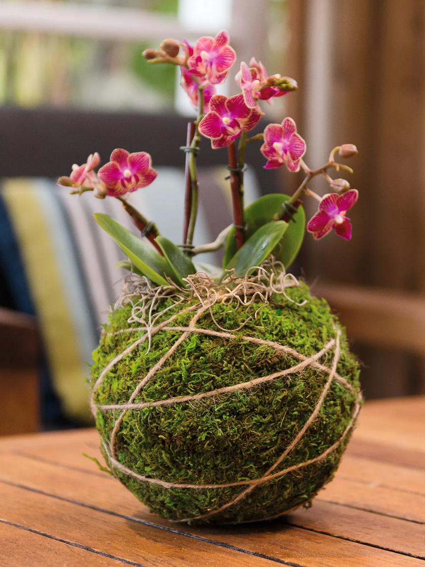 Super Moss, Kokedama Green Moss Ball Planter - 6