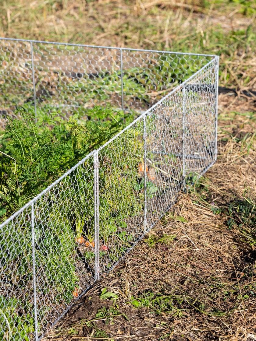 Chicken Wire Critter Fence, 16 High, fence 