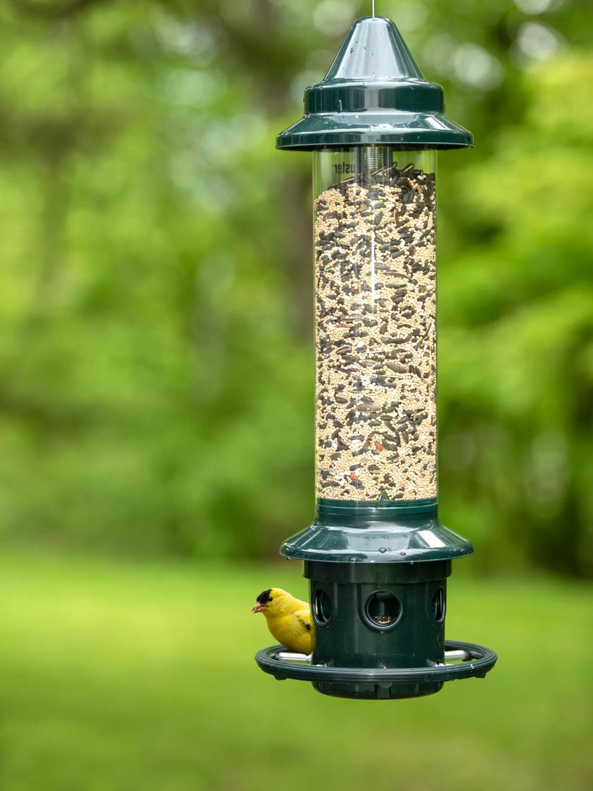 Squirrel buster deals bird feeder