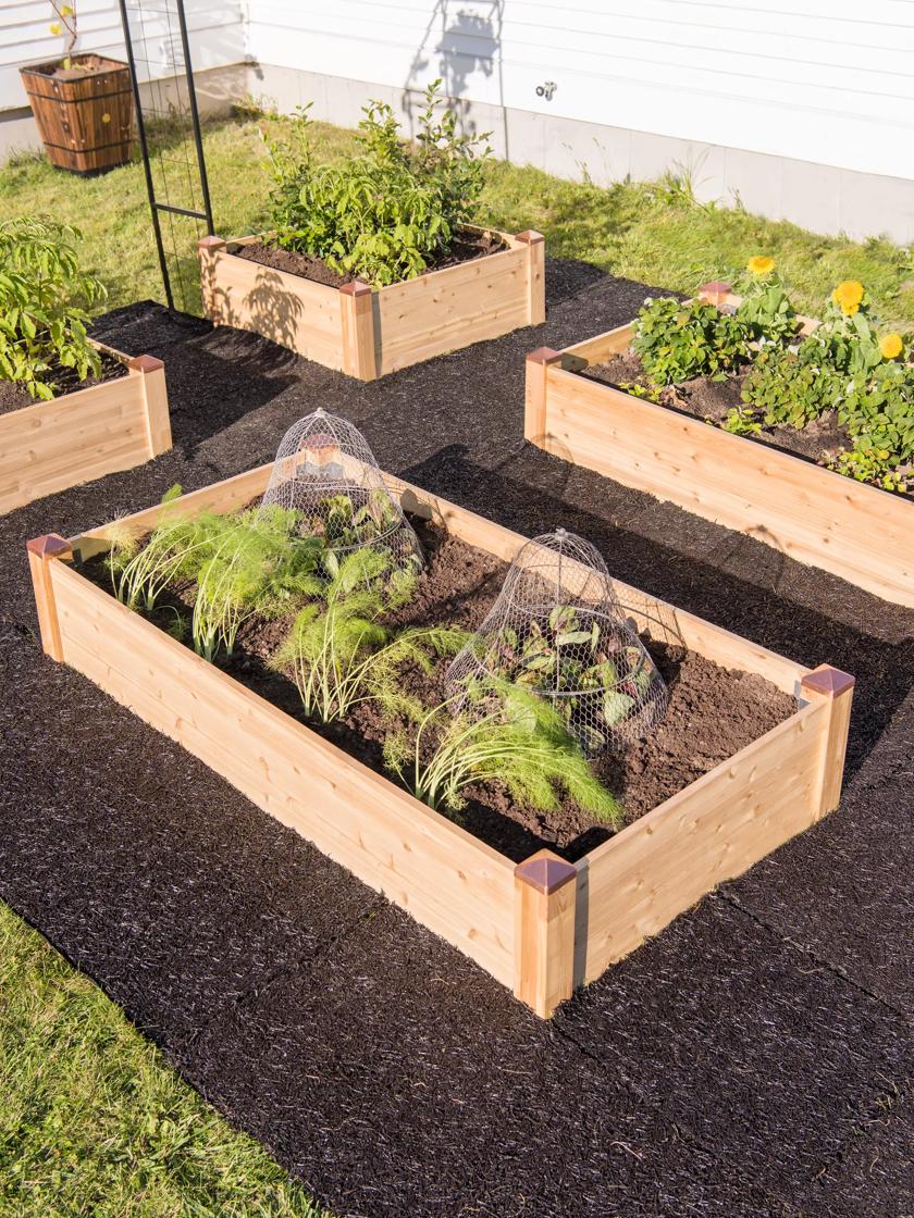 raised garden bed