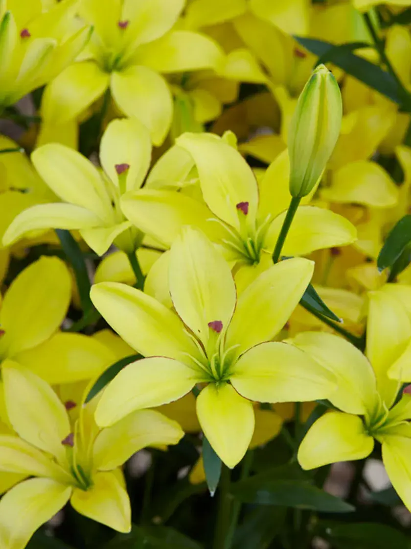 Lilies Yellow Cocotte, 7 Bulbs