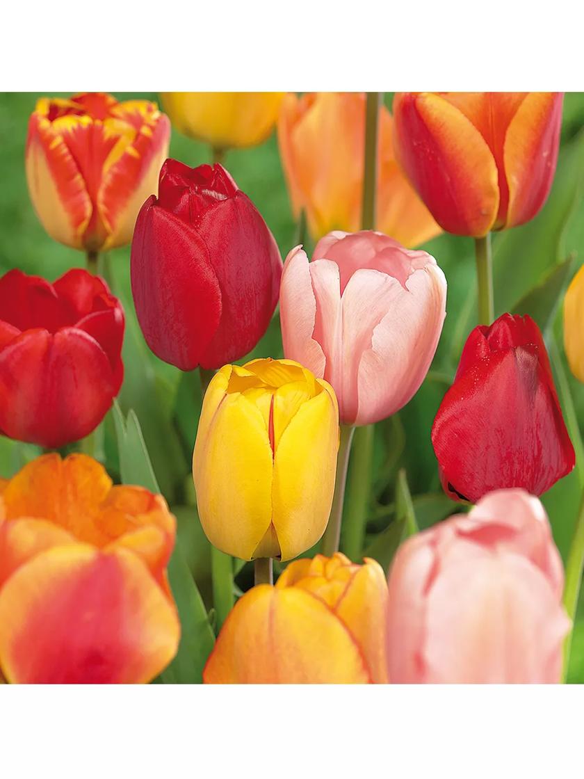 Van Zyverden Tulips Darwin Hybrid Mixture Mammoth | Gardeners.com