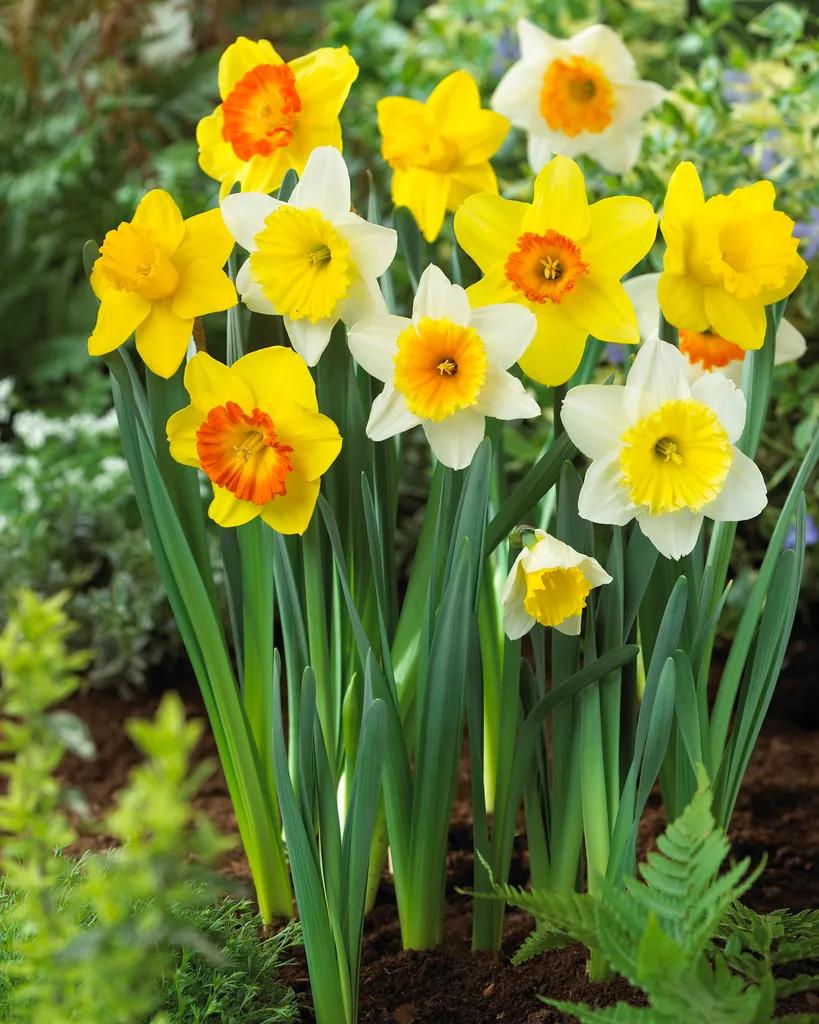 Yellow Daffodils, Yellow Daffodil Collection