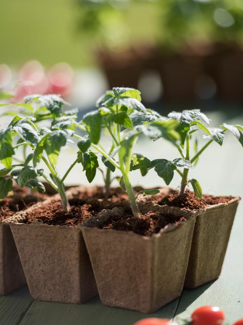 Biodegradable Pots - 3