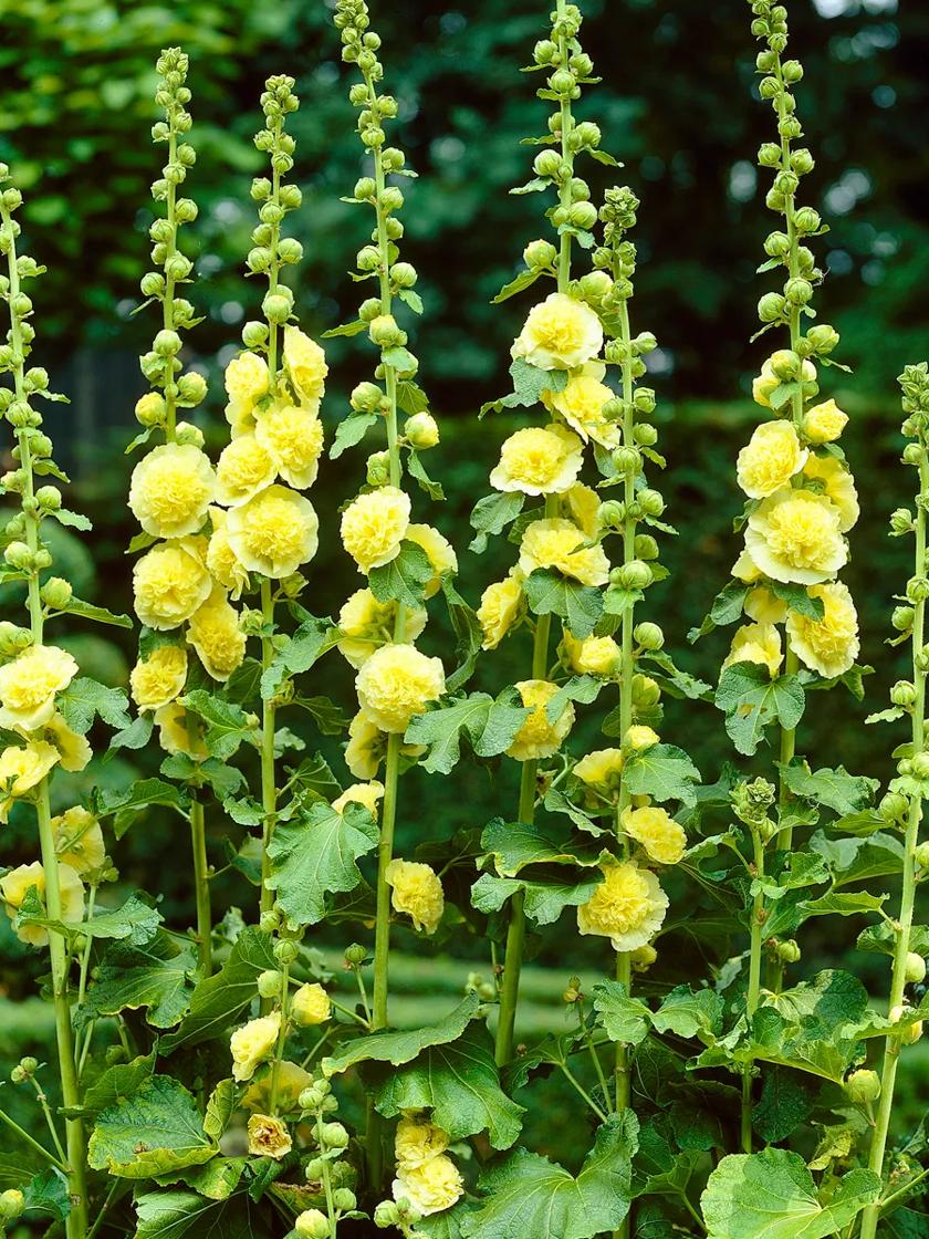 Hollyhocks Alcea Rosea Yellow, 5 Roots