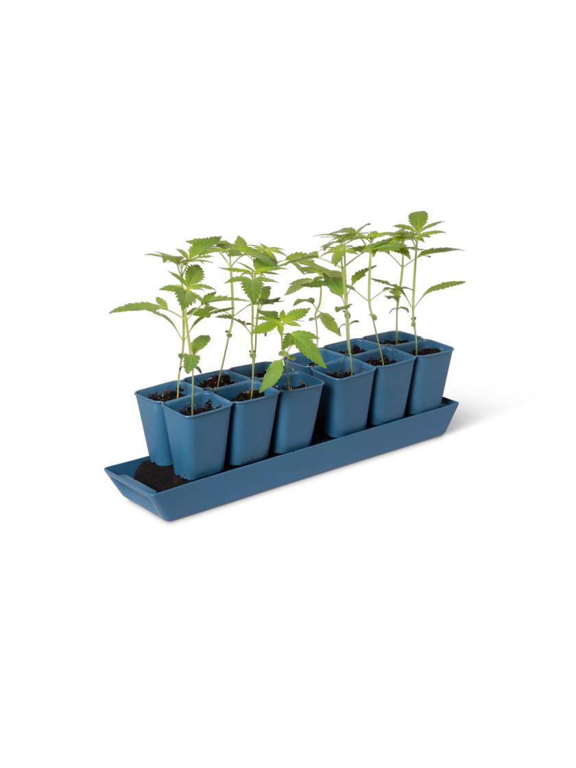 Gardener's Best XL Seed Starting Kit