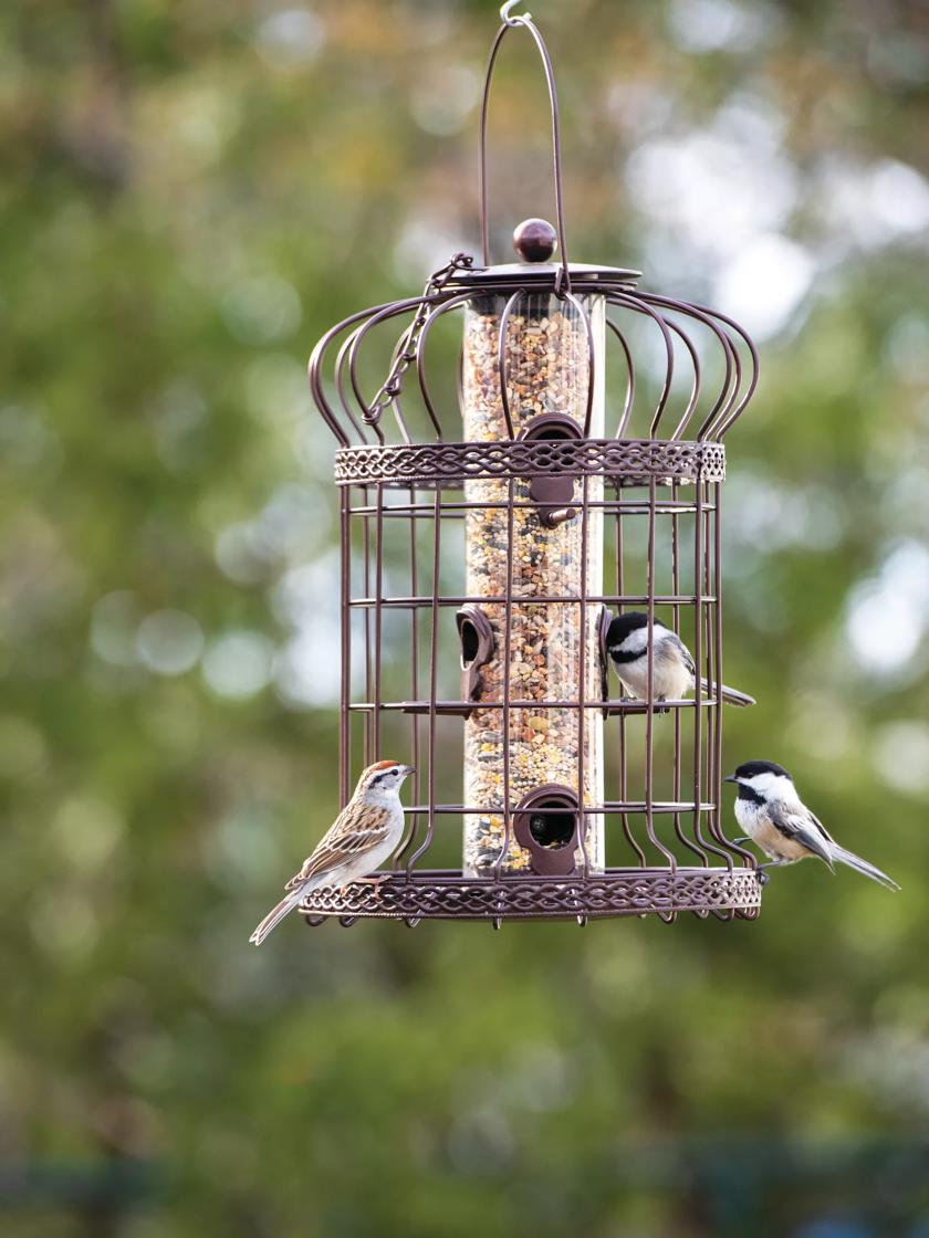 Grackle Proof Cage Bird Feeder