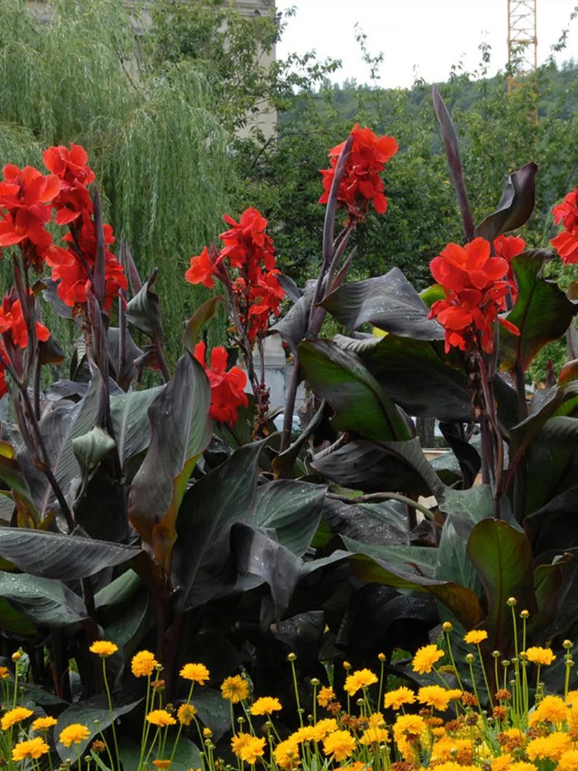 Long Lasting Giant Red Flowers Canna Lily Roots Perennial Plant Tropical  Garden