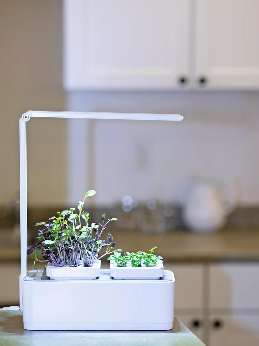 LED Grow Lights for Microgreens