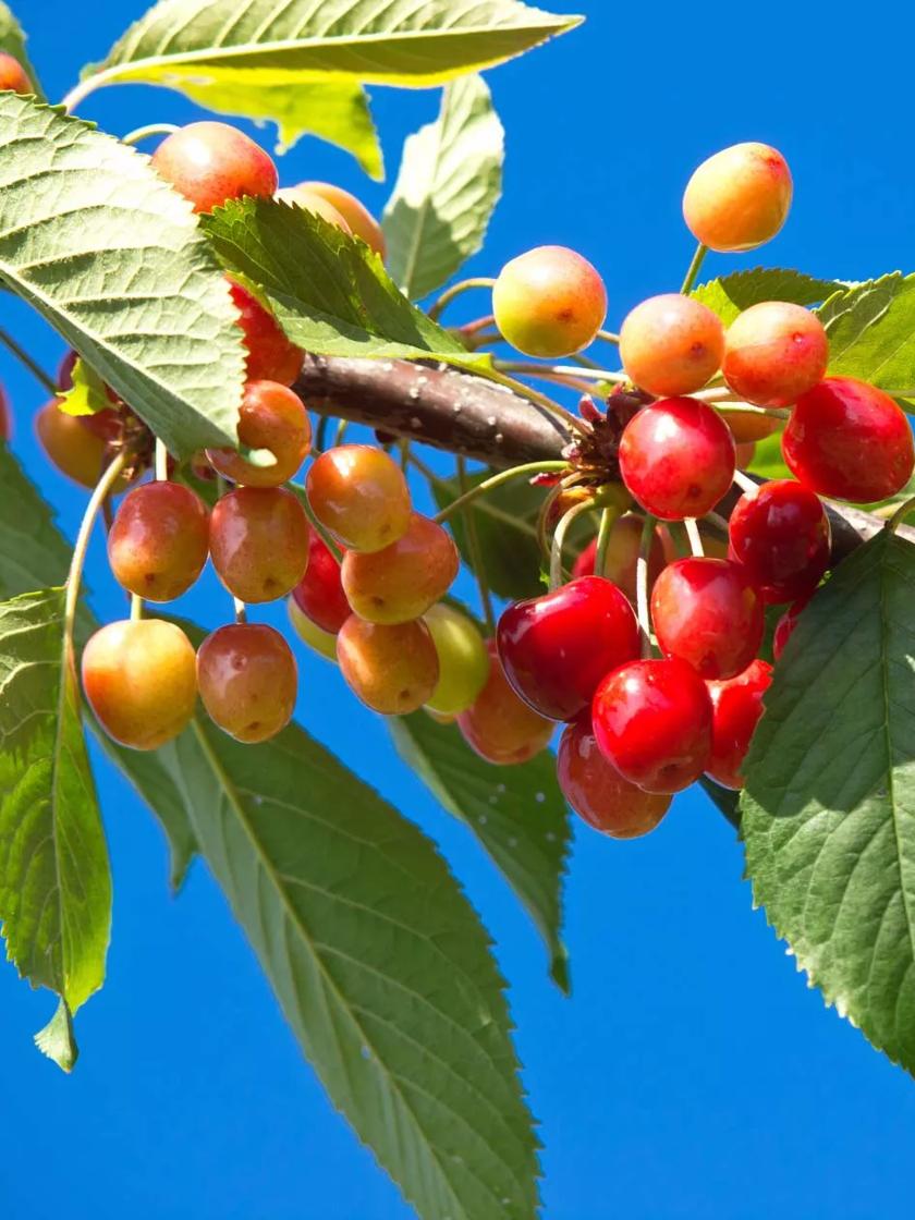 Emperor Francis Sweet Cherry Tree Bare Root For Sale Gardeners Com