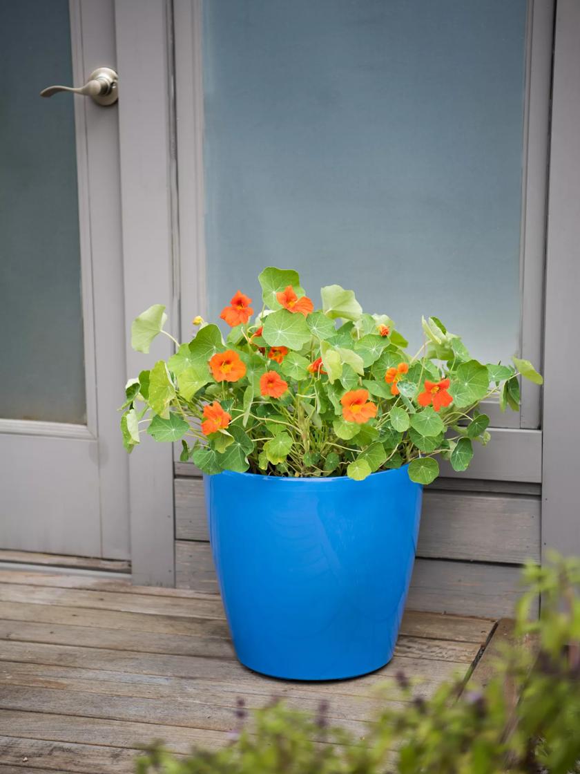 self watering flower pots