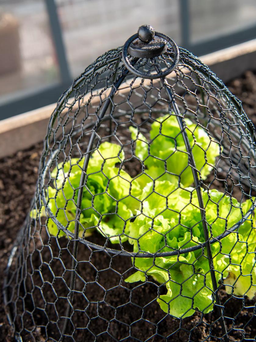 How to Make a Wire Cloche to Protect Plants from Hungry Critters