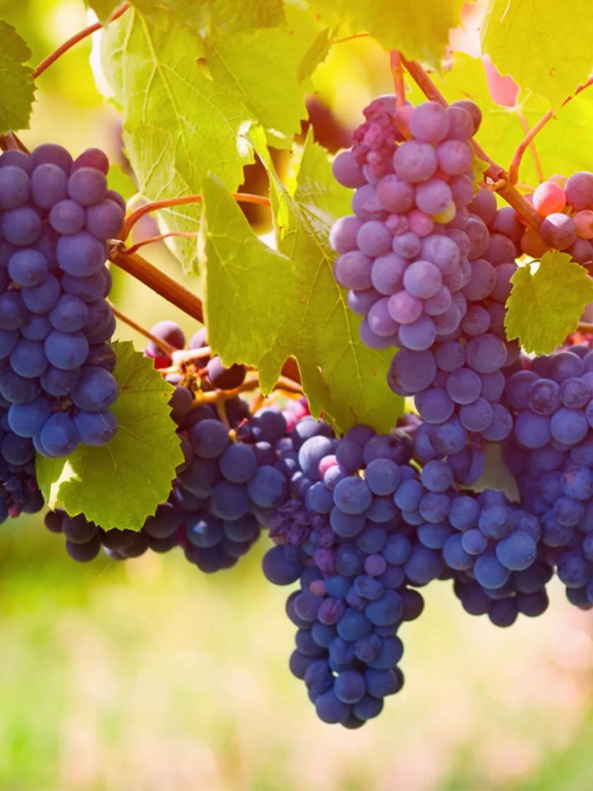 Grape Vine Pinot Noir, 1 Plant