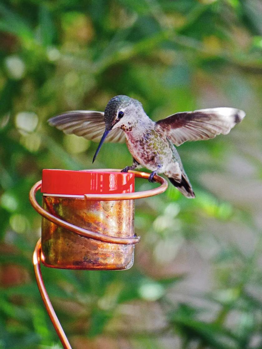 Copper Hummingbird Feeder Stake Gardener s Supply