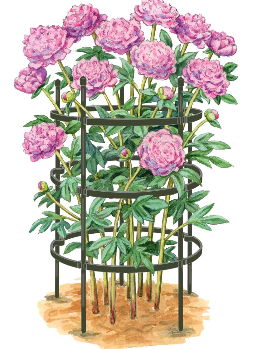 Peonies deals in pots