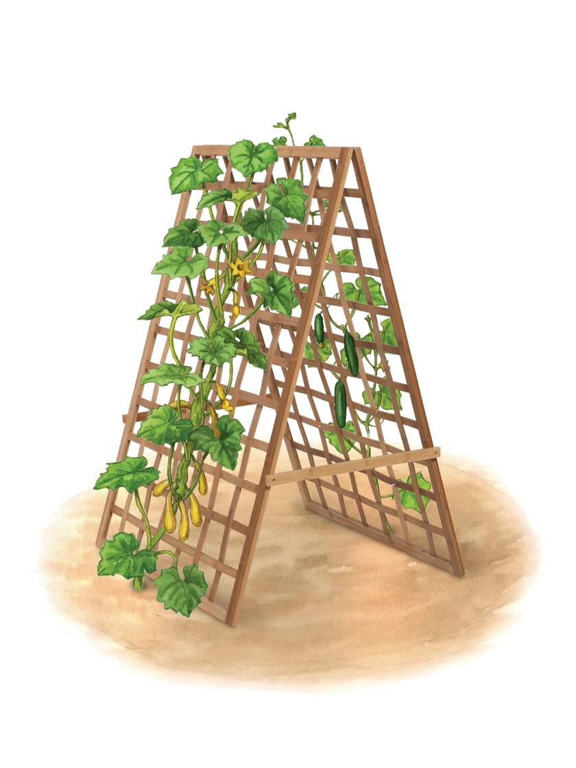 Bamboo A Frame Plant Support, 30" x 42.5"