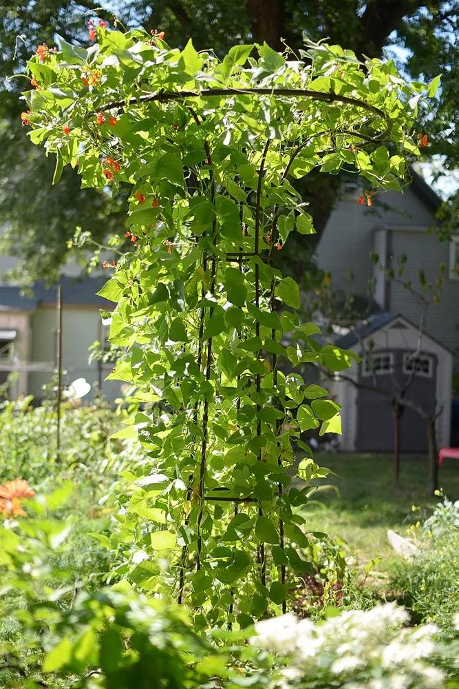 Achla Mushroom Trellis | Gardener's Supply