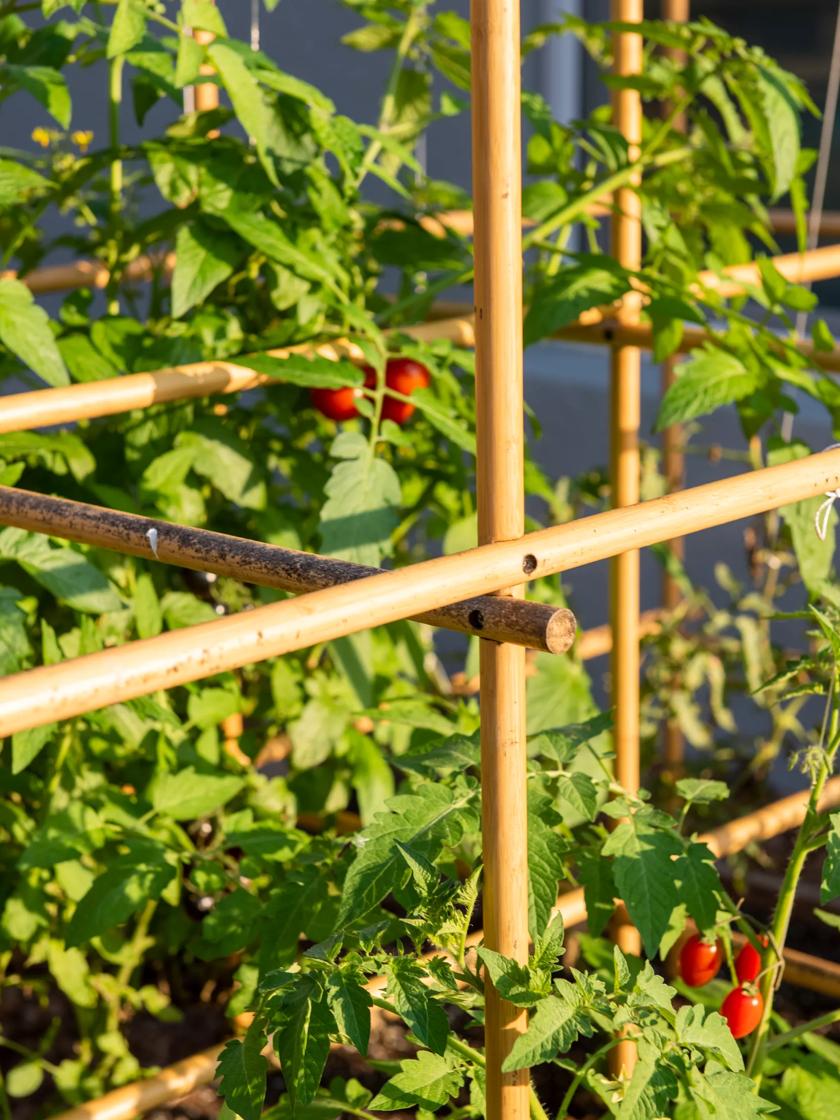 Landscape Basics 6.75-inch Table Tomato Plant