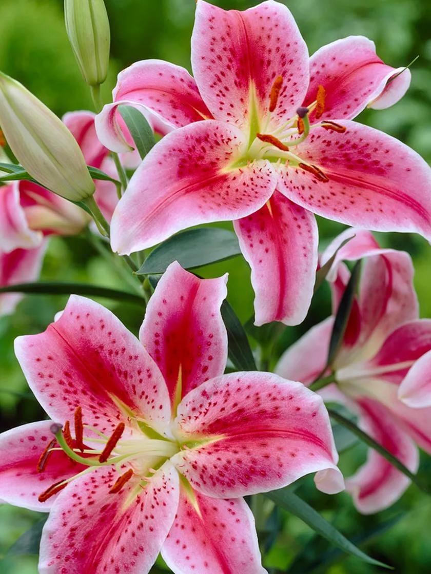 n*o様 VALIEM DEEP JICARA S PLANTS by FRAM Fragrant Lily Garden, 21 Roots