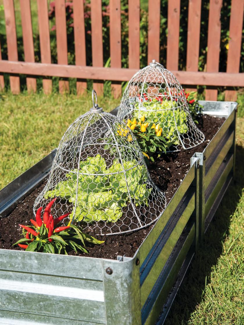 How to Use Cloches and Critter Cages to Protect Young Plants