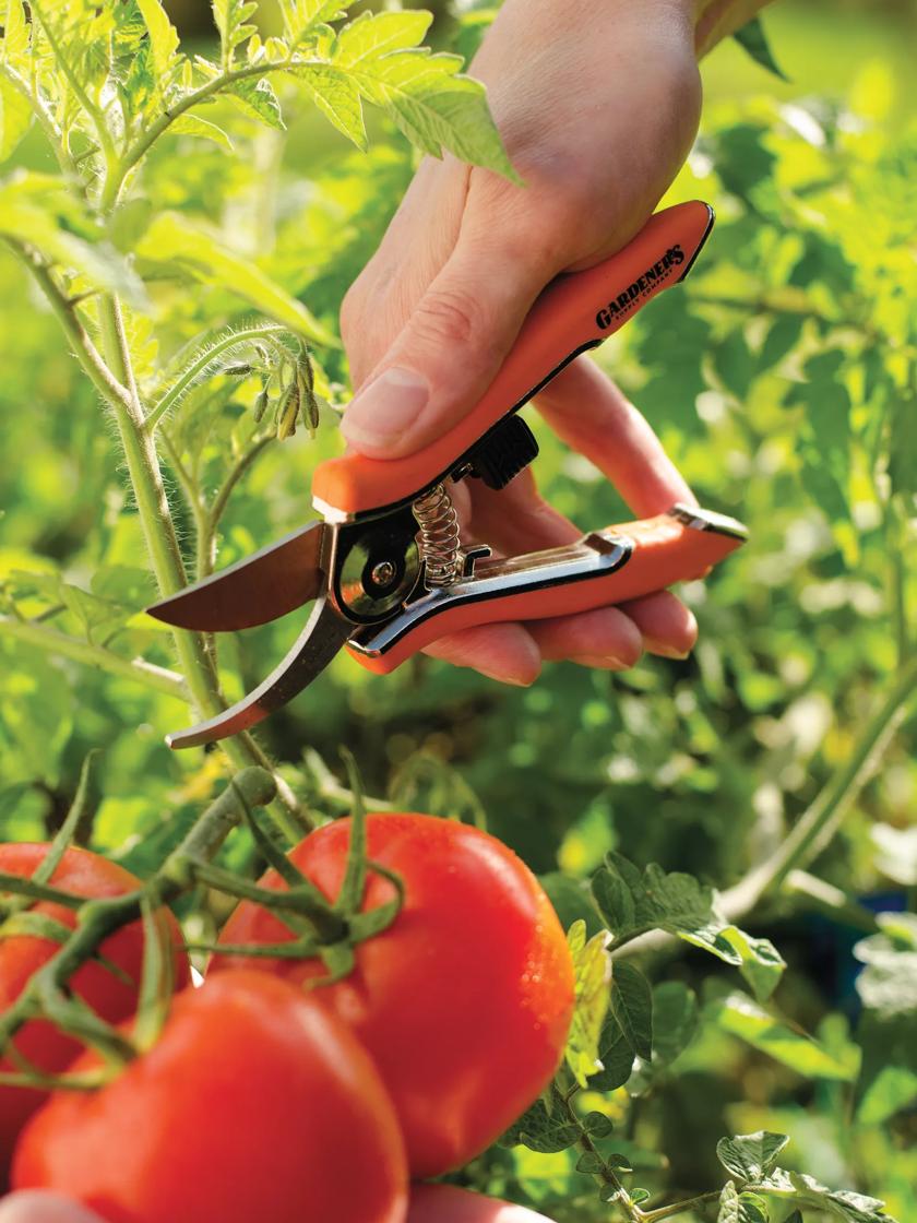 Small garden shears