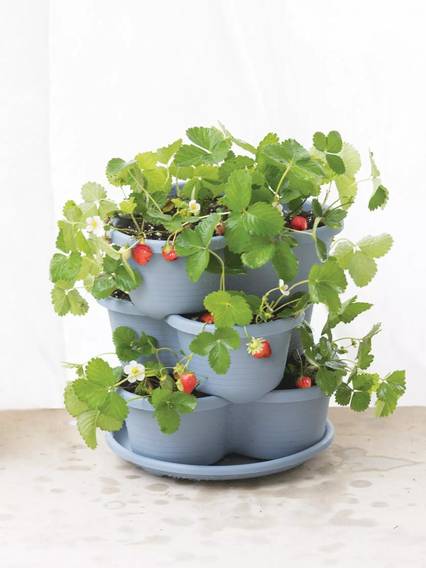 strawberry plants in pots