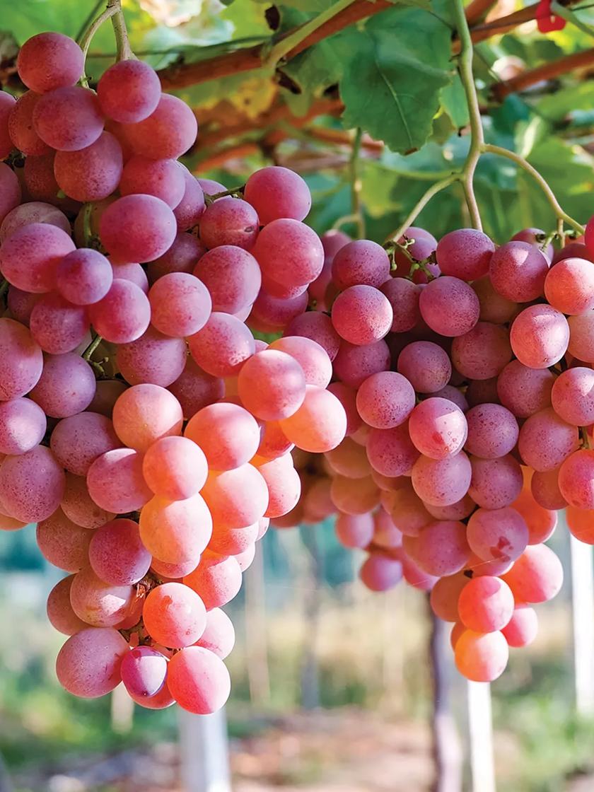 Red Seedless Table Grape