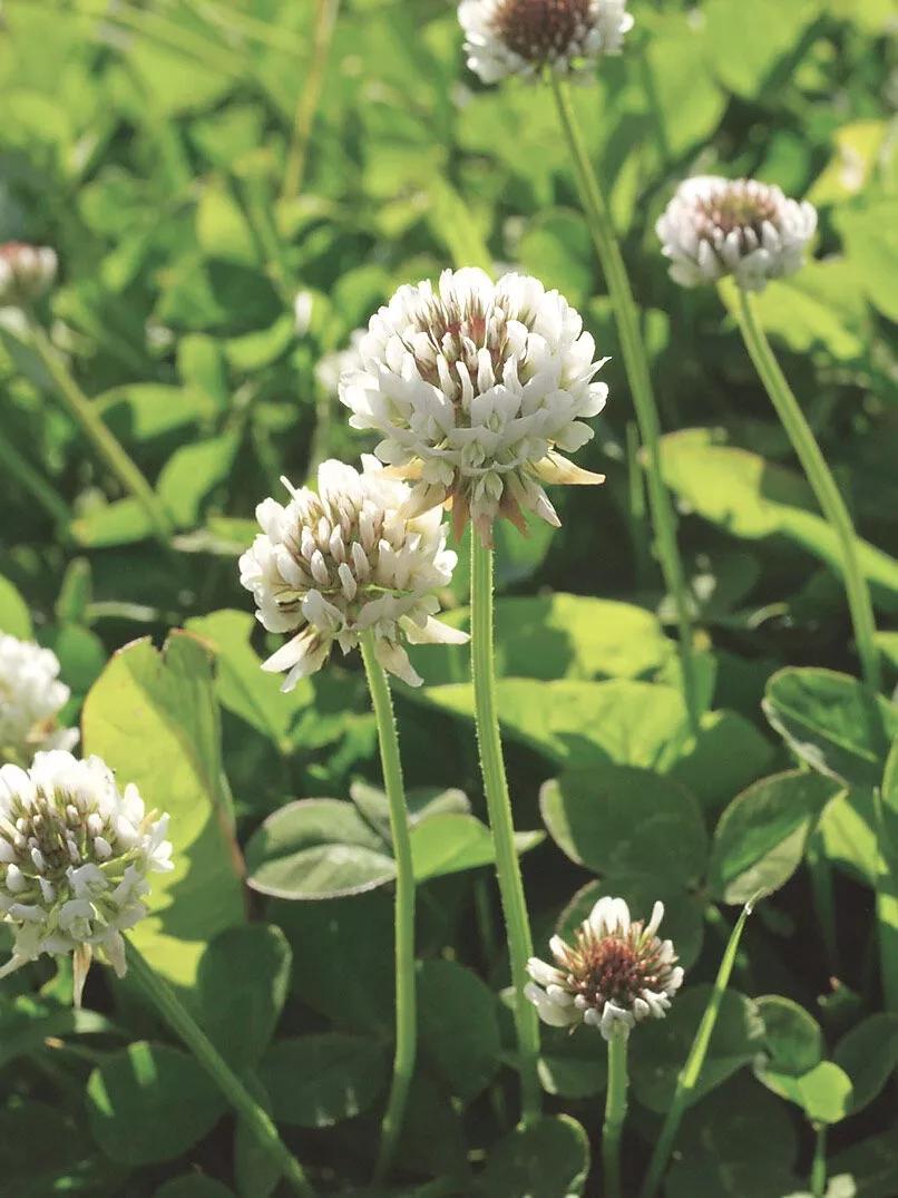 white clover lawn