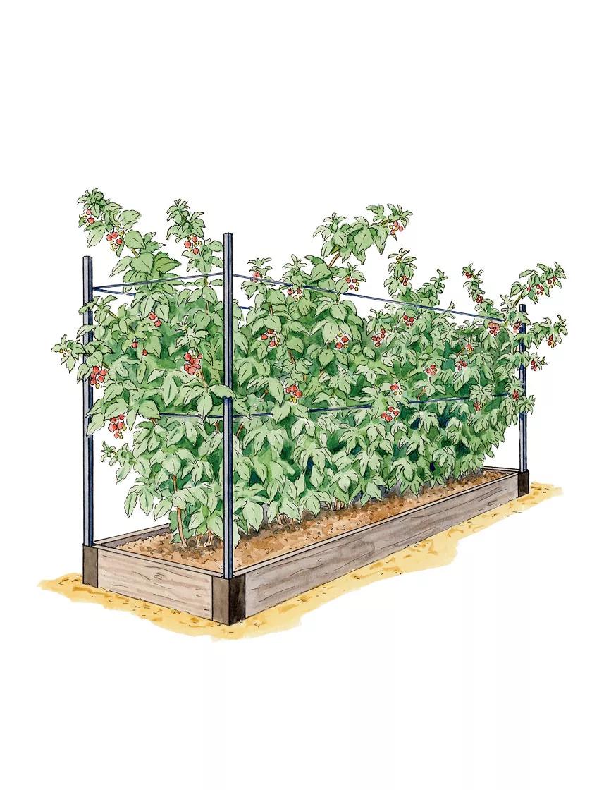 Image of Raspberry raised bed located in a greenhouse