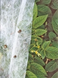 Summerweight garden fabric over growing plants with beetles on the outside of fabric