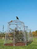 Chicken Wire Super Dome