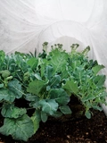 Gardening 2018 This exposure used for fabric and will be merged with 32644_7934