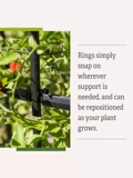 Titan Tall Tomato Cages rings infographic