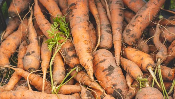 How to Keep Harvested Vegetables in Cold Storage