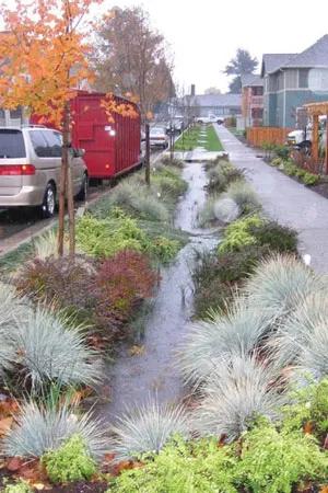 Vegetated swale in the rain