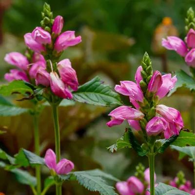 Turtlehead 'Chelone spp.'