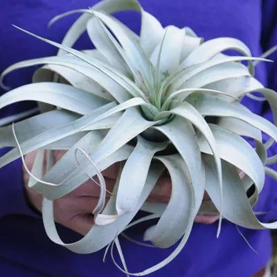 Person in blue shirt holding an air plant