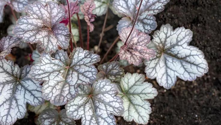 Heuchera plant with white leaves