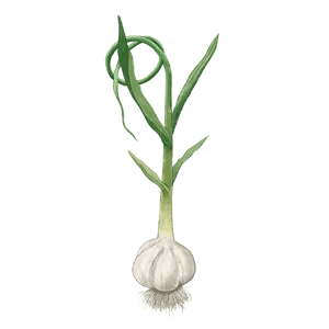 Silverskin Silver Rose Garlic Illustration