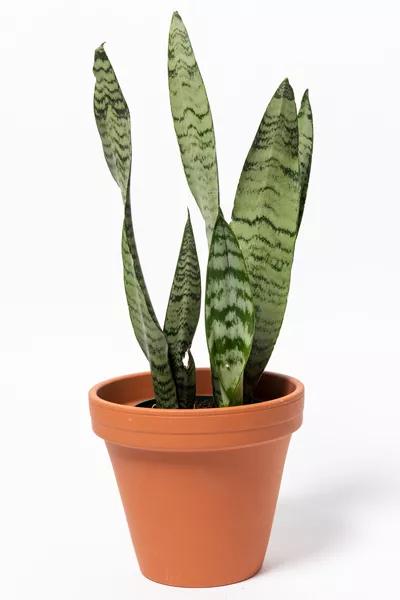 Snake Plant