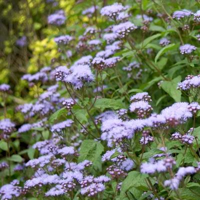 Blue Mistflower 'Conoclinium Coelestinum'