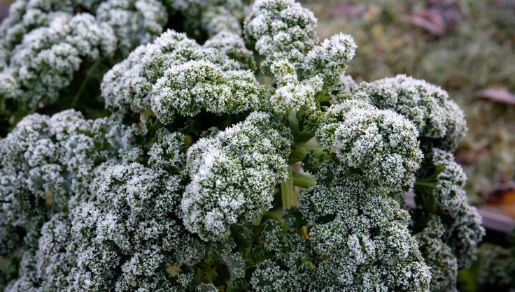 Frost on Kale Plant