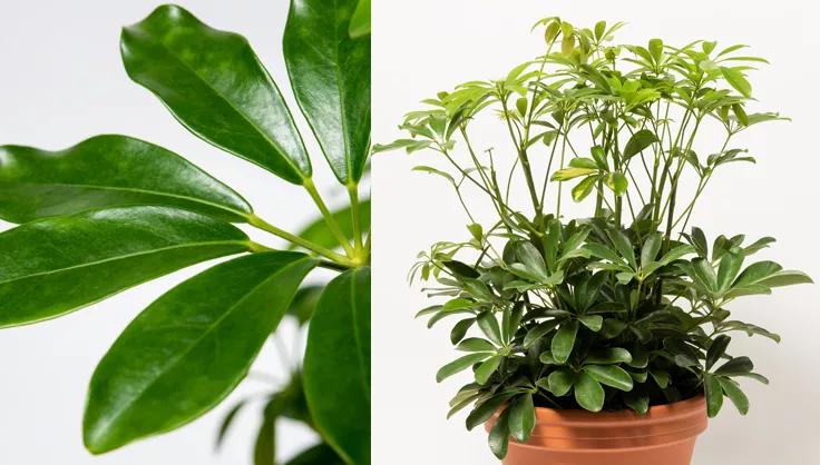 Close up of leaves on an umbrella tree and a plant potted in a terra cotta pot