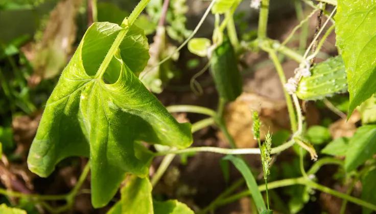 Cucumber leaf with bacterial wilt