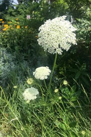 Wild Carrot