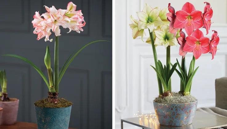 Large-flowered amaryllis